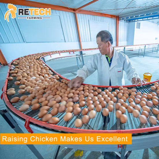 Design Automatischer Eierleger-Geflügelfarm-Batterie-Hühnerstall für 10000 Legehennen